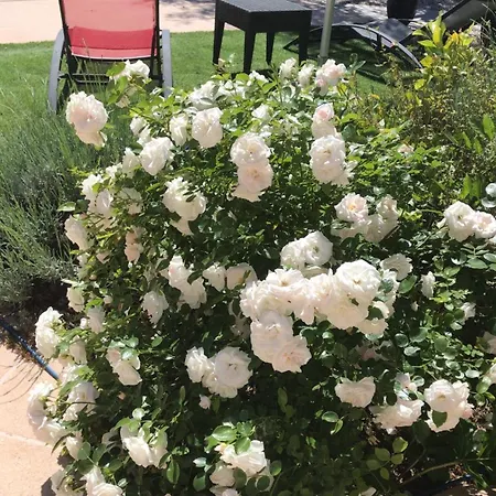 Le Patio Fleuri * Lorgues